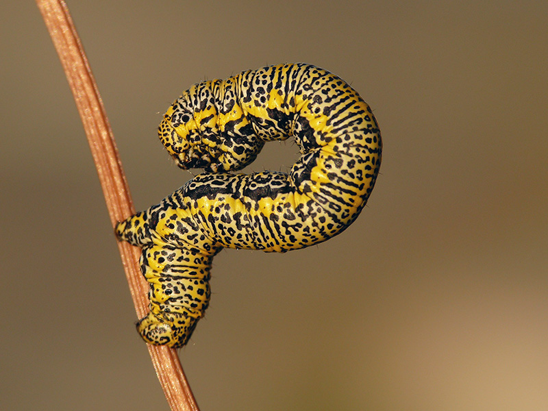 Larva di Geometridae: Lycia alpina